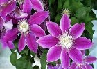 今日の誕生花写真