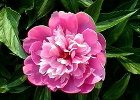 今日の誕生花写真