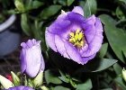 今日の誕生花写真
