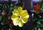 今日の誕生花写真