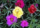 今日の誕生花写真