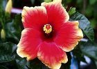 今日の誕生花写真
