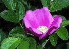 今日の誕生花写真