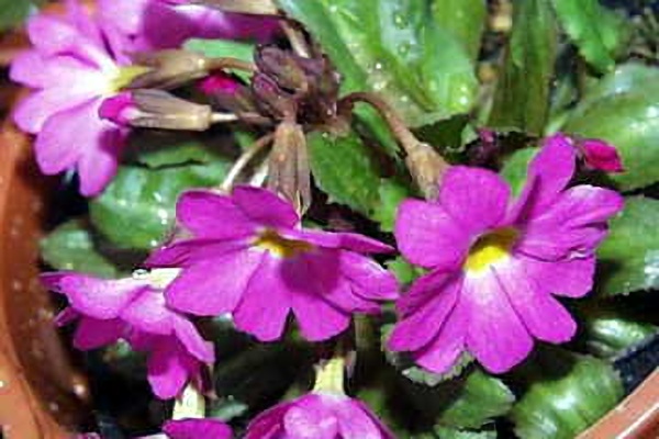 １月２５日 プリムラ Primula ３６６日への旅 誕生花編 今日は誕生花