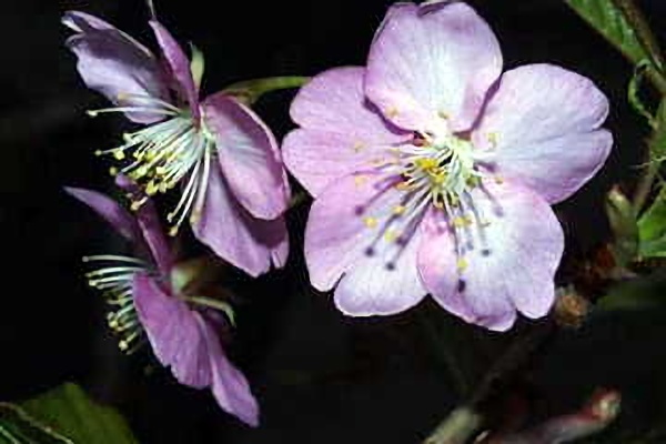 ２月２１日 彼岸桜 ひがんざくら ３６６日への旅 誕生花編 今日は誕生花