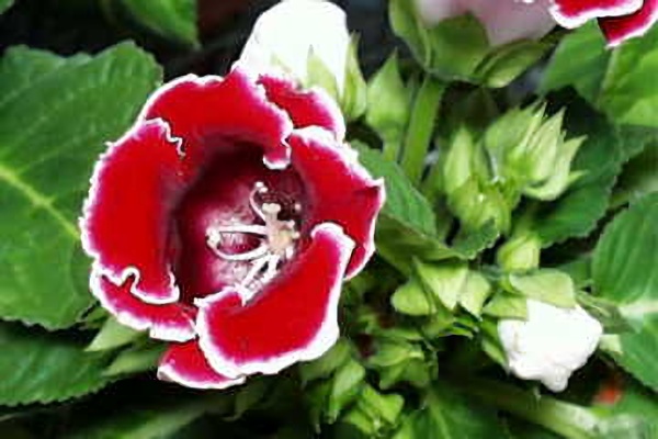 ７月１０日 グロキシニア Gloxinia ３６６日への旅 誕生花編 今日は誕生花