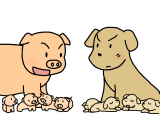 A pig and a dog fighting about which of them give birth to more babies.
