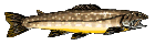 �C���i�̖V����