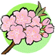 お花見の桜