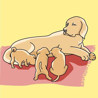 母犬とその子ども