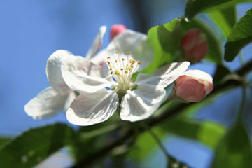 青森県の県花　リンゴの花