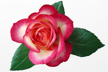 茨城県の県花　バラ(薔薇)