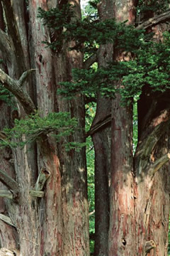 岐阜県の県木　イチイの写真