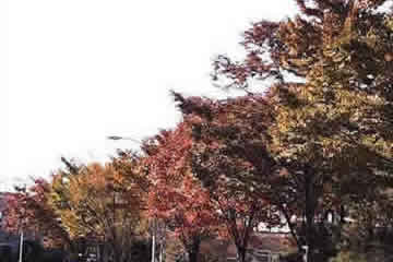 福島県の県木　ケヤキの木