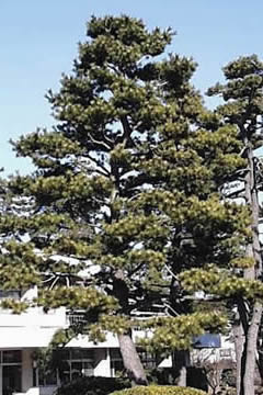 島根県の県木　黒松