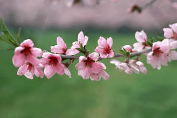 岡山県の県花　モモ(桃)の花