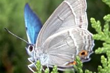 埼玉県の県の蝶　ミドリシジミチョウ