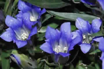 熊本県の県花　リンドウ(竜胆)