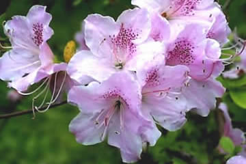 静岡県の県花　ツツジ（躑躅）
