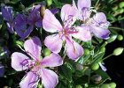 今日の誕生花写真