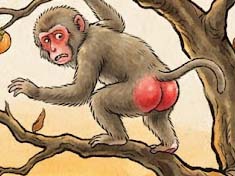 サルの尻はなぜ赤い