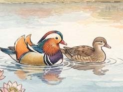 まこもが池のオシドリ